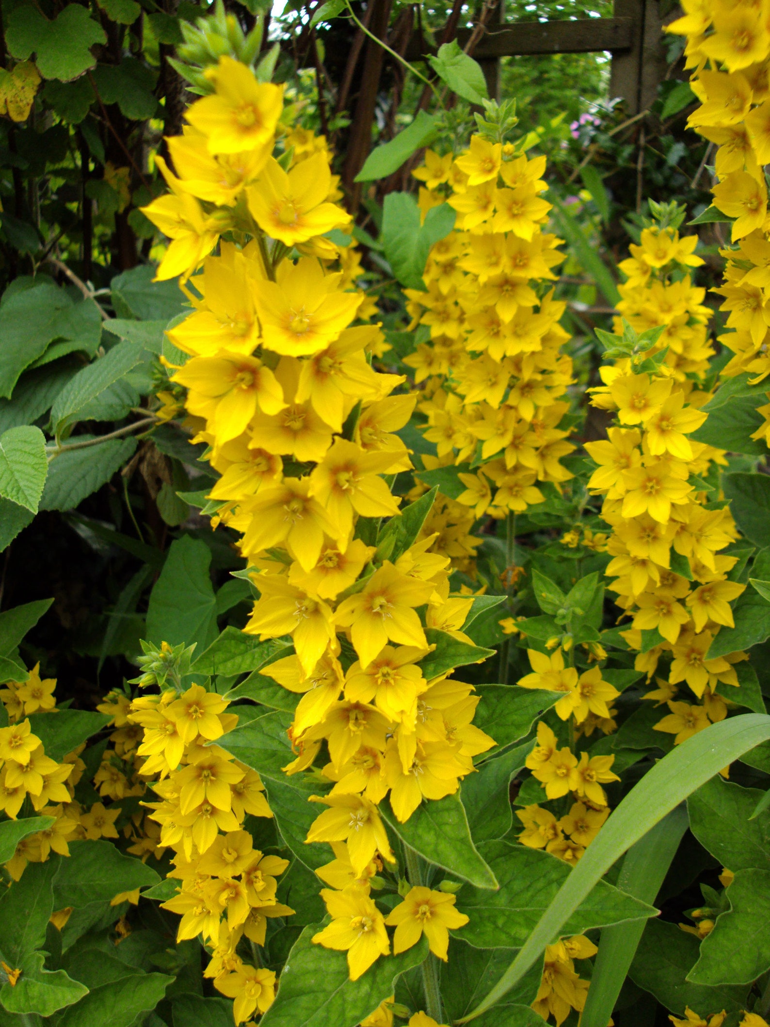 Large Yellow Loosestrife 10 seeds Lysimachia punctata Etsy