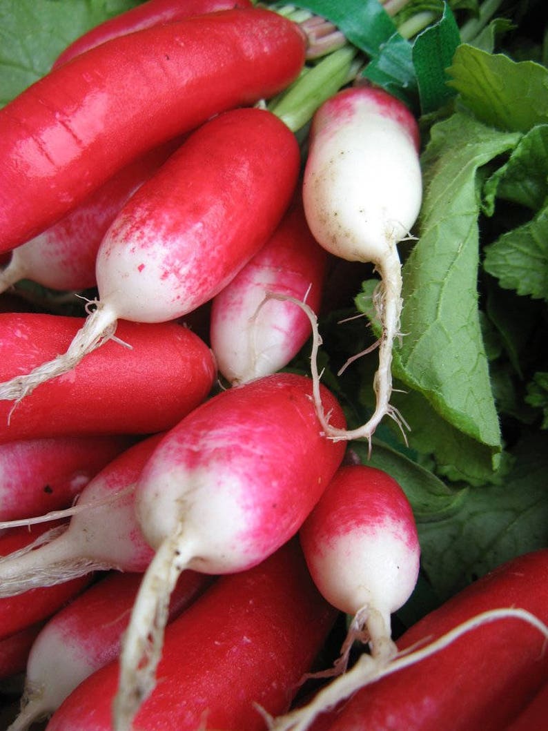 French breakfast Radish Radish Slovana 50 seeds