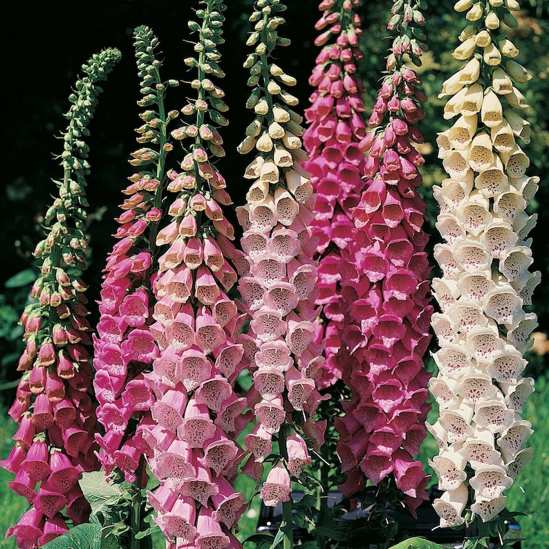 Lady's glove multicolor 100 seeds Digitalis purpurea Etsy