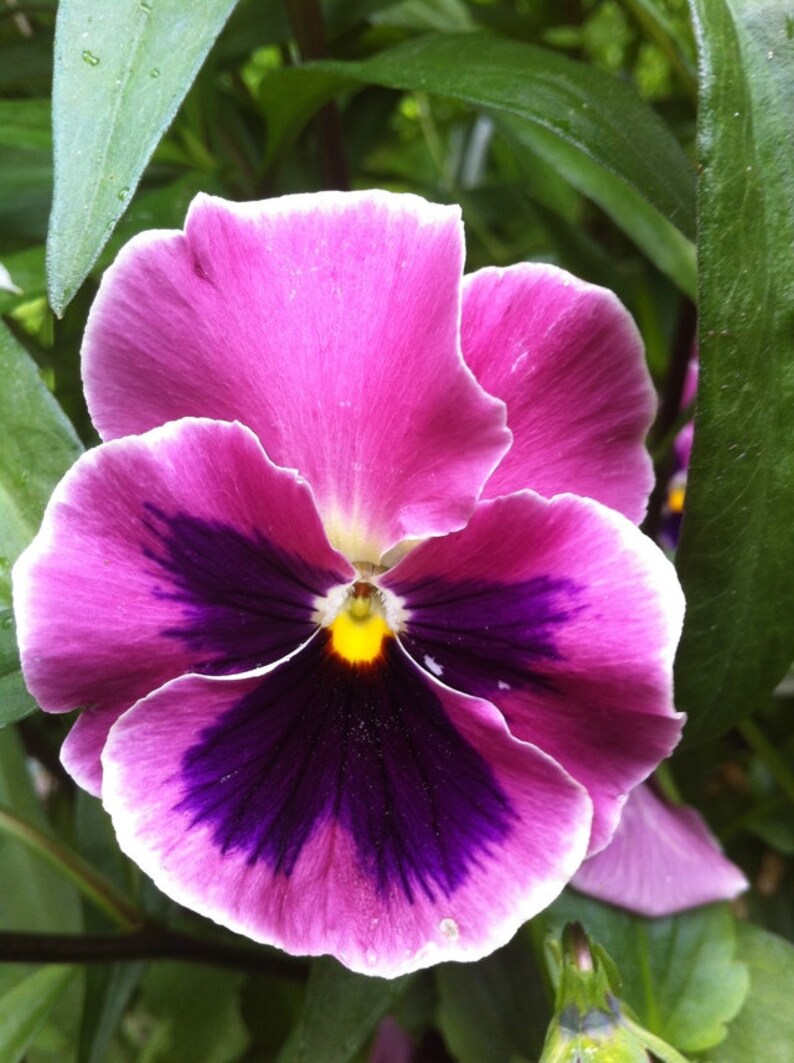 Rosa Stiefmütterchen 30 Samen Viola Tricolor rosa Etsy