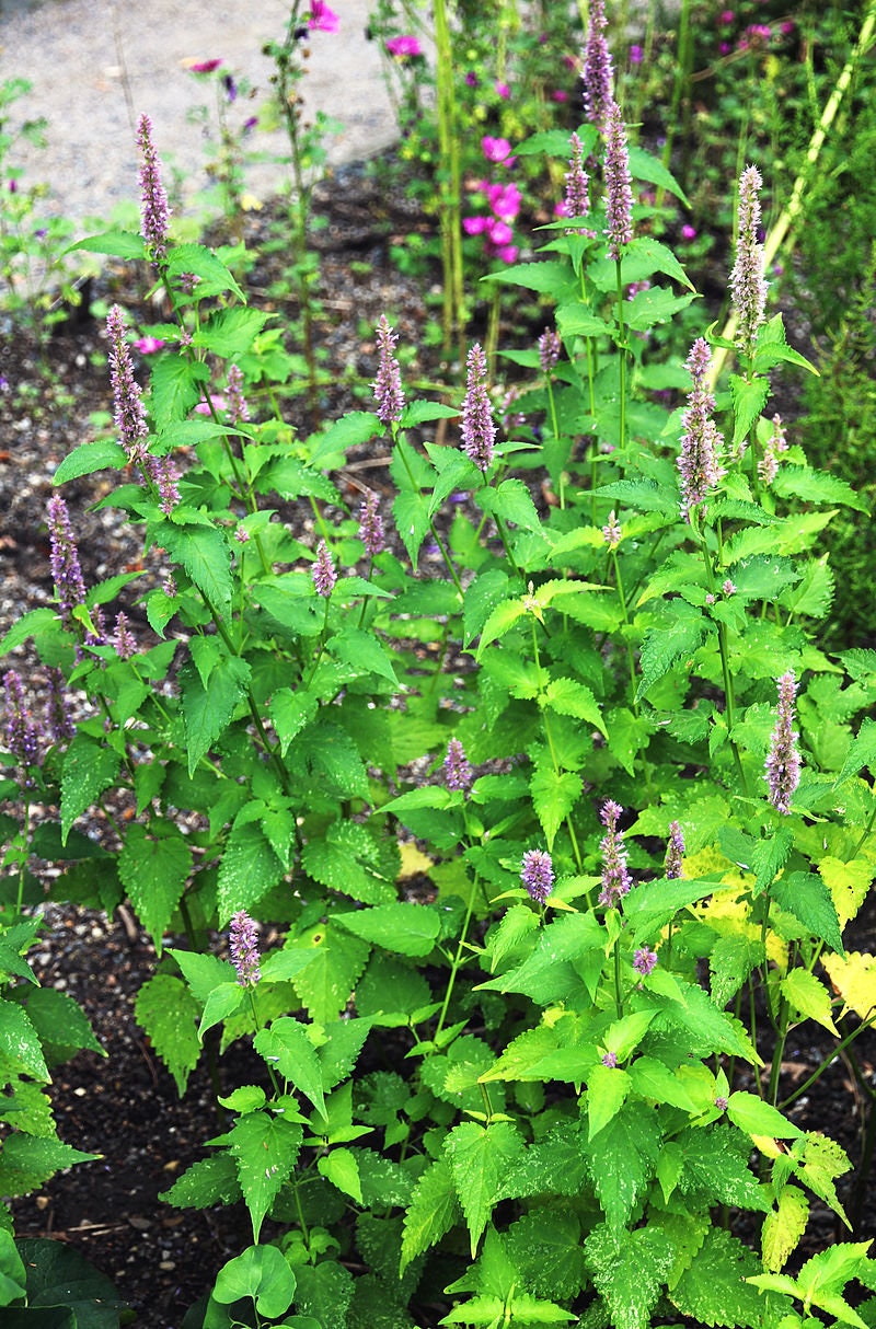 Mexican Giant Hyssop 50 Seeds Agastache Mexicana Etsy Canada