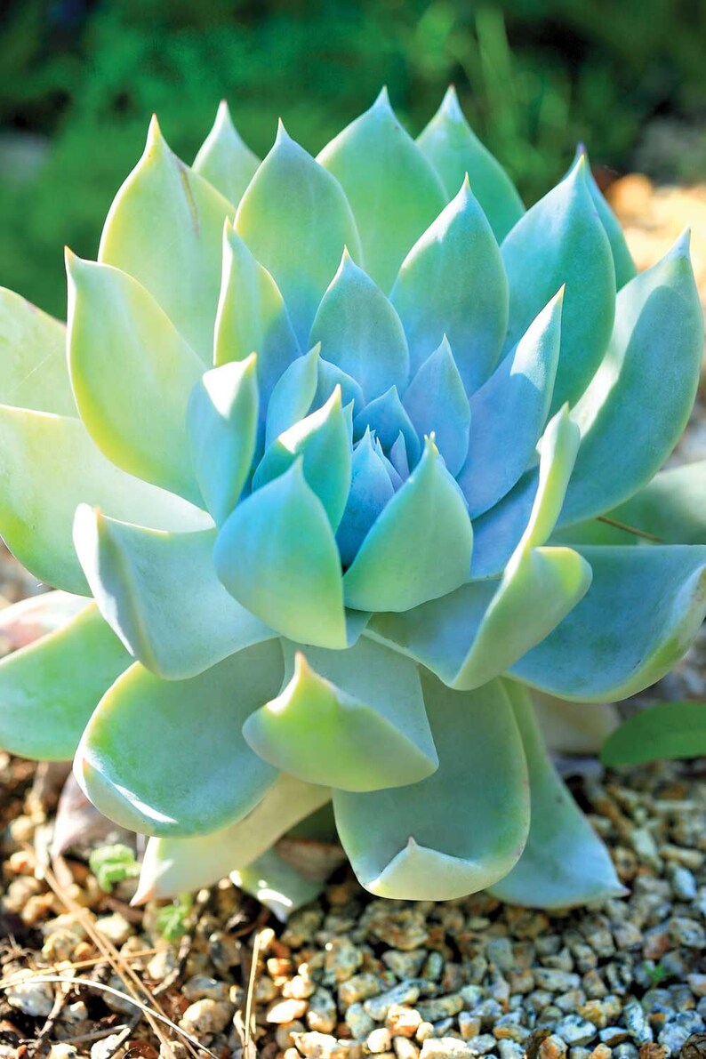 Giant Chalk Dudleya 20 seeds Etsy