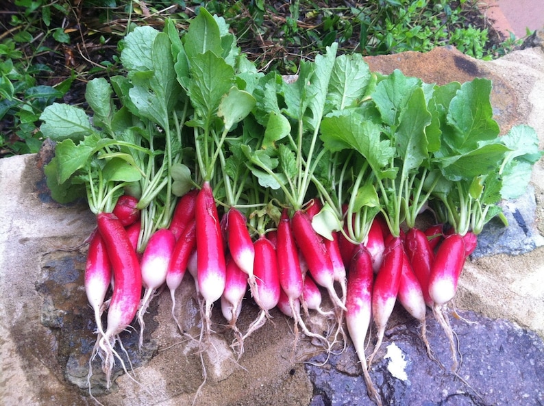 French breakfast Radish Radish Slovana 50 seeds