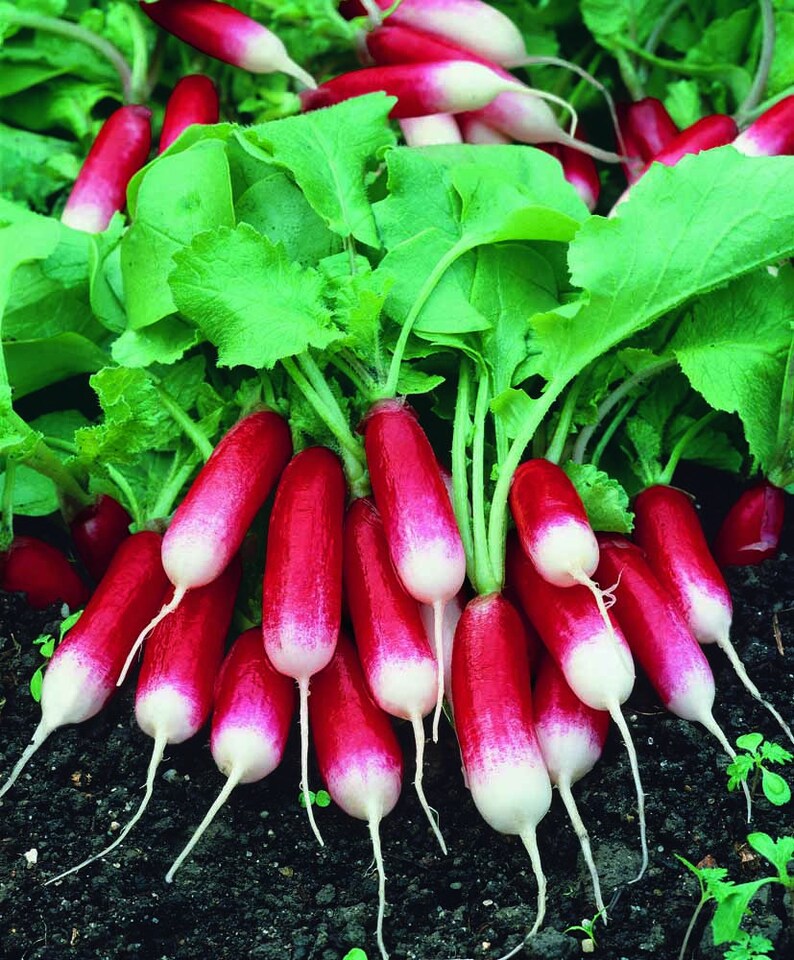 French breakfast Radish Radish Slovana 50 seeds