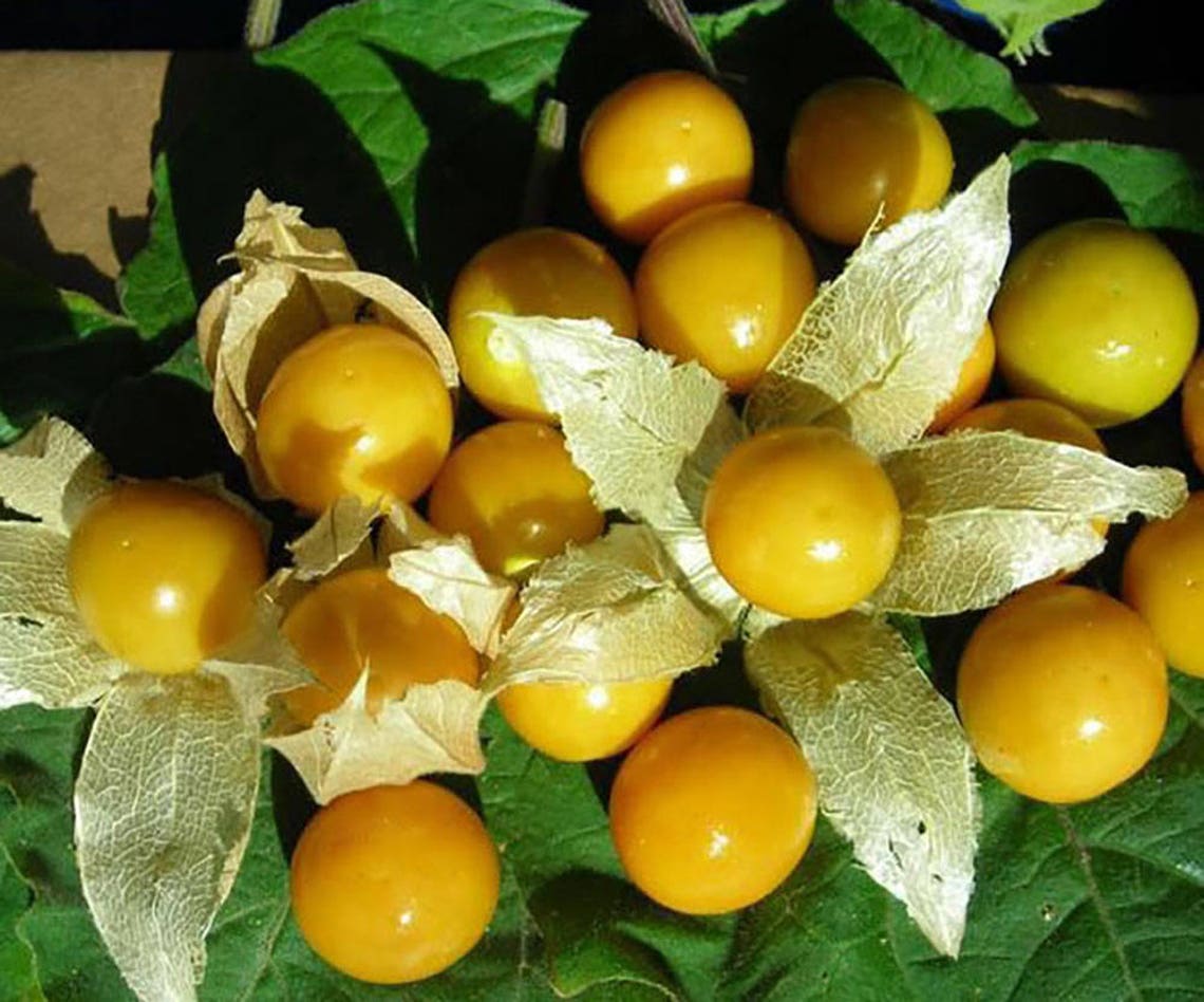 Golden berry 25 seeds Physalis peruviana rare Etsy