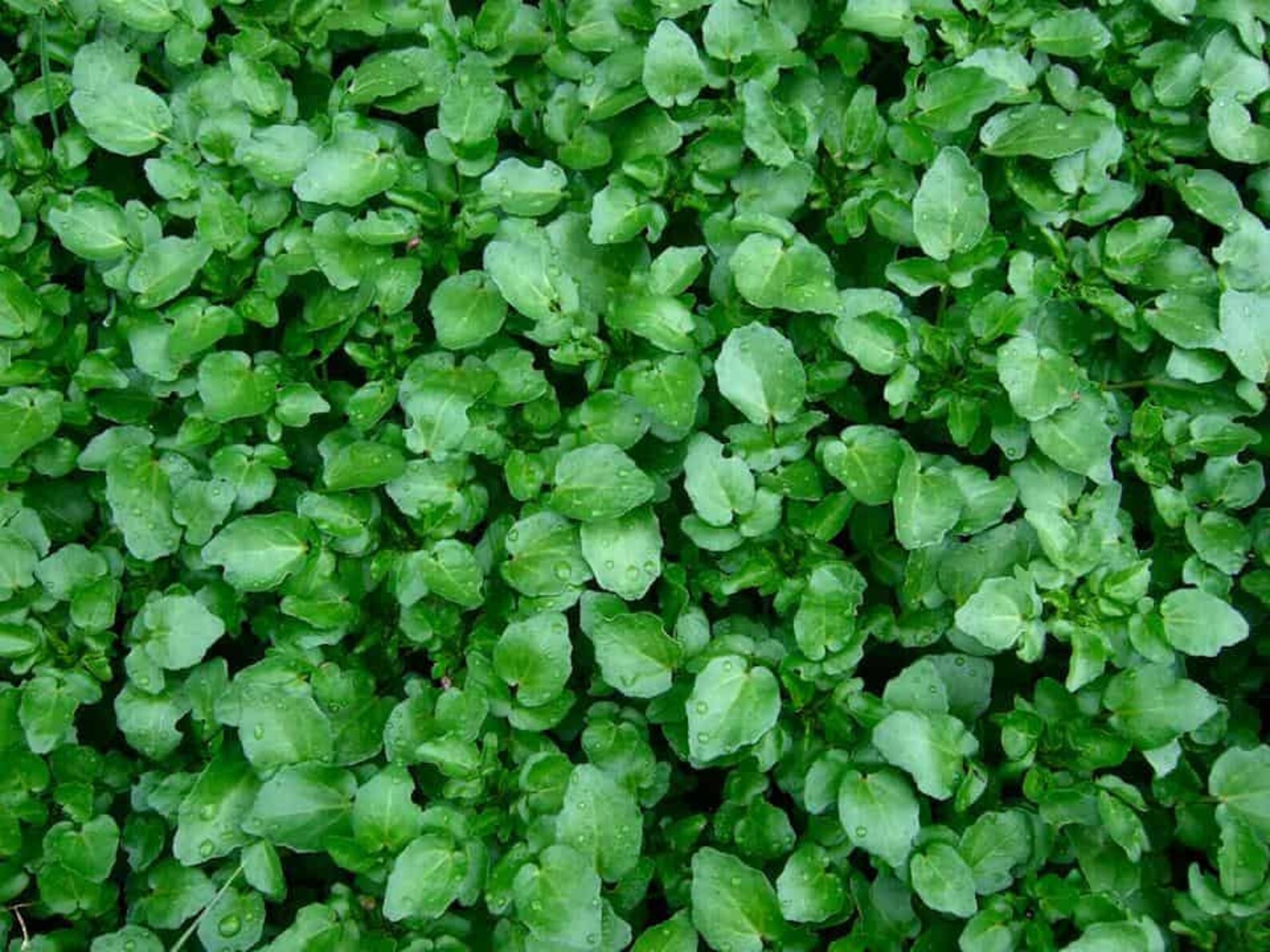 Watercress 100 seeds Nasturtium officinale Yellowcress Etsy