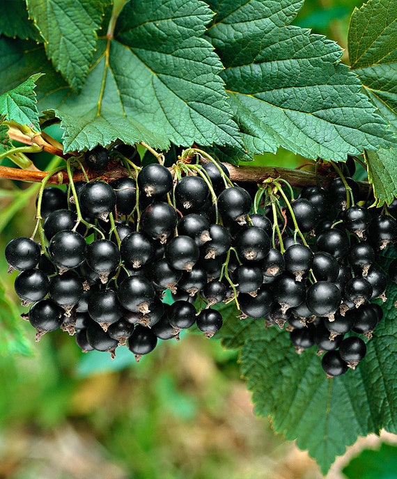 Black Currant Titania 10 Seeds Ribes Nigrum Etsy
