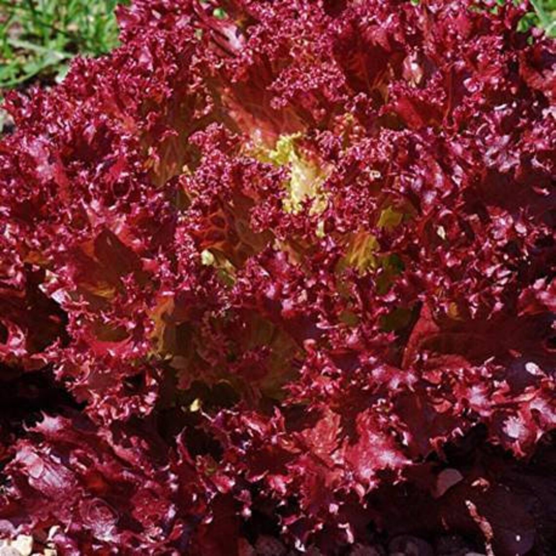 Merlot Lettuce 50 Seeds Galactic Lollo Rosso Etsy