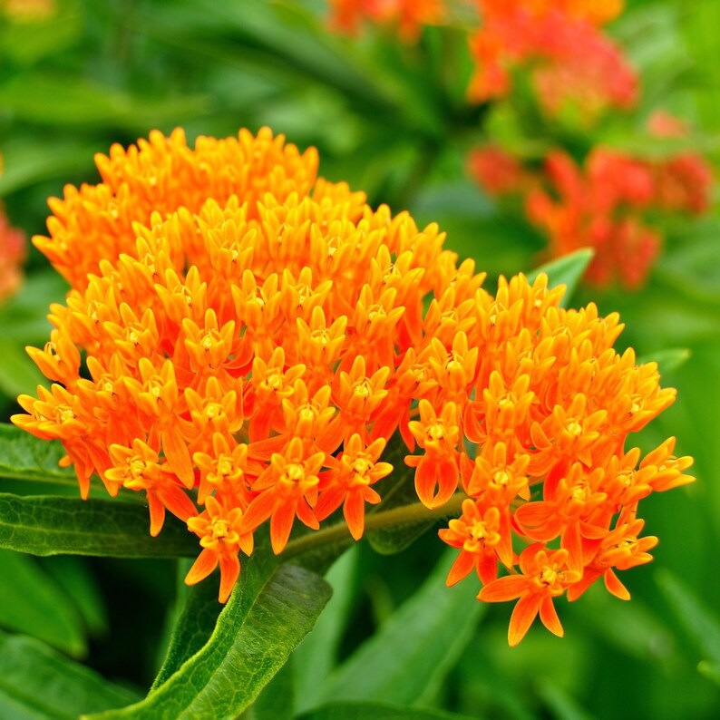Chigger Flower Butterflyweed Asclepias tuberosa Orange Milkweed 5 seeds Pleurisy Root Butterfly Milkweed