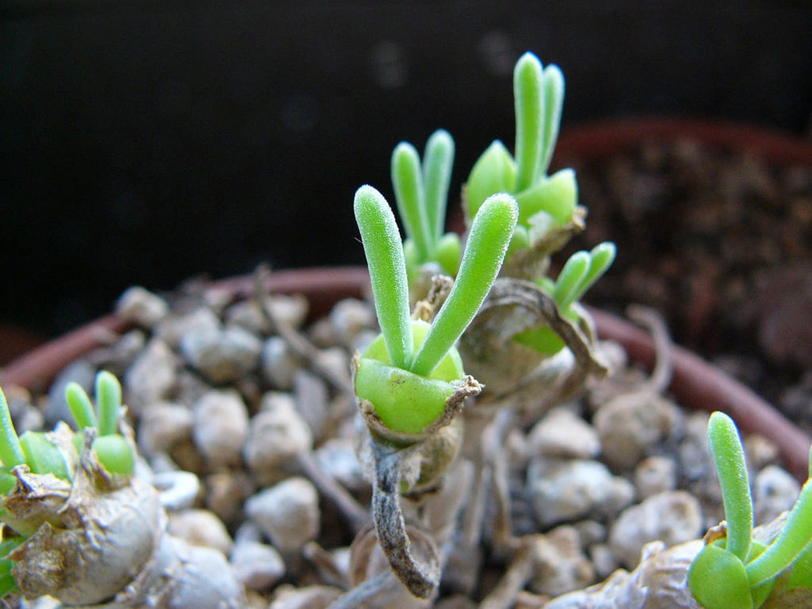 Растение суккулент кролик. Монилария монилиформис. Монилария мониларевидная. Монилария монилиформис. Монилария заячьи ушки.