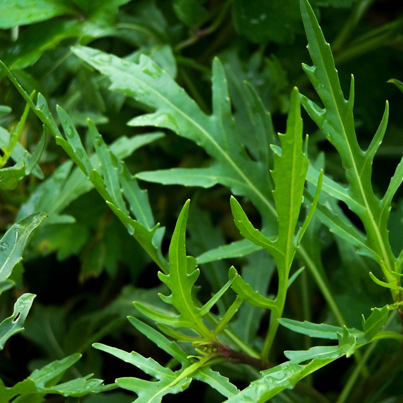 Wild Rocket 50 Seeds Diplotaxis Tenuifolia Perennial Etsy Wild Rocket 50 Seeds Diplotaxis Tenuifolia Perennial Etsy