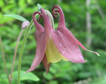 Nuevo Grande Ala De Mariposa mountainii Rojo Hoja Christia planta Resh Orgánico Semillas