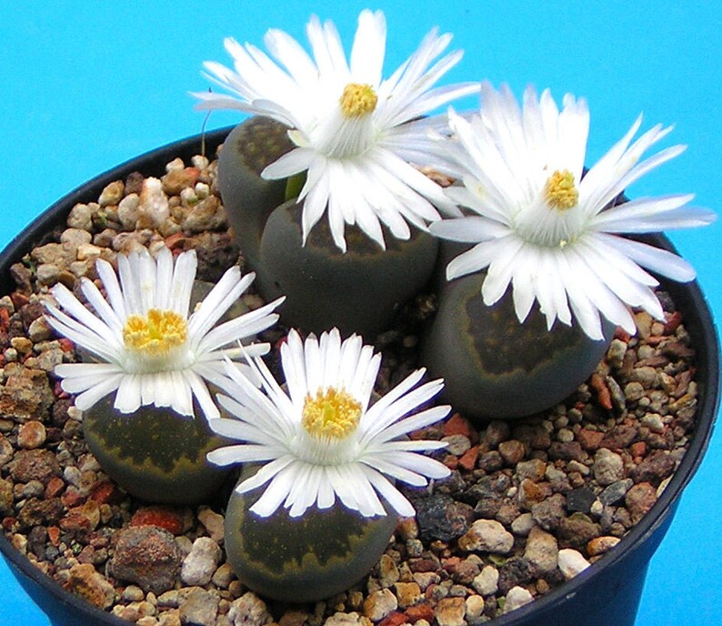 Living rocks succulents Lithops salicola 18 seeds