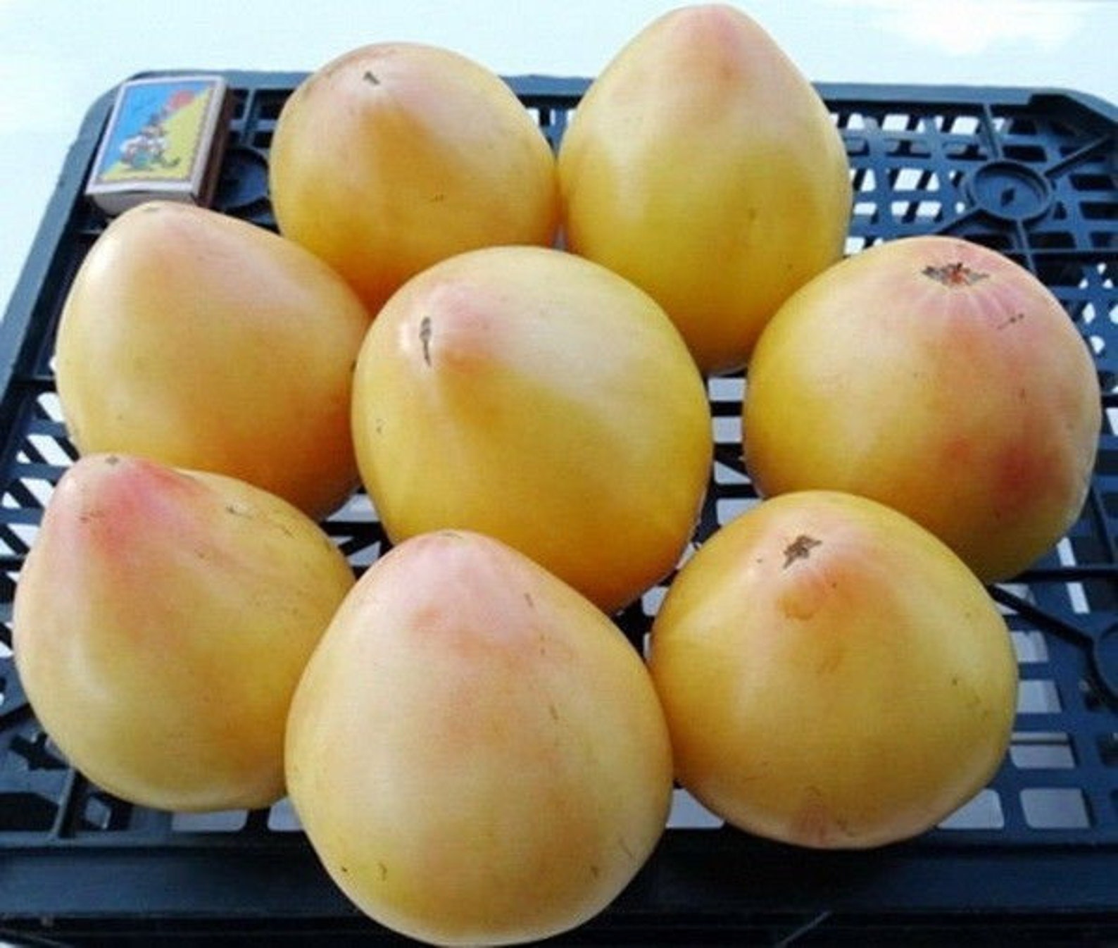 Томат черри белый. Черри белая вишня. Томат черри снежный. Томат белая вишня характеристика. Черри белая вишня.