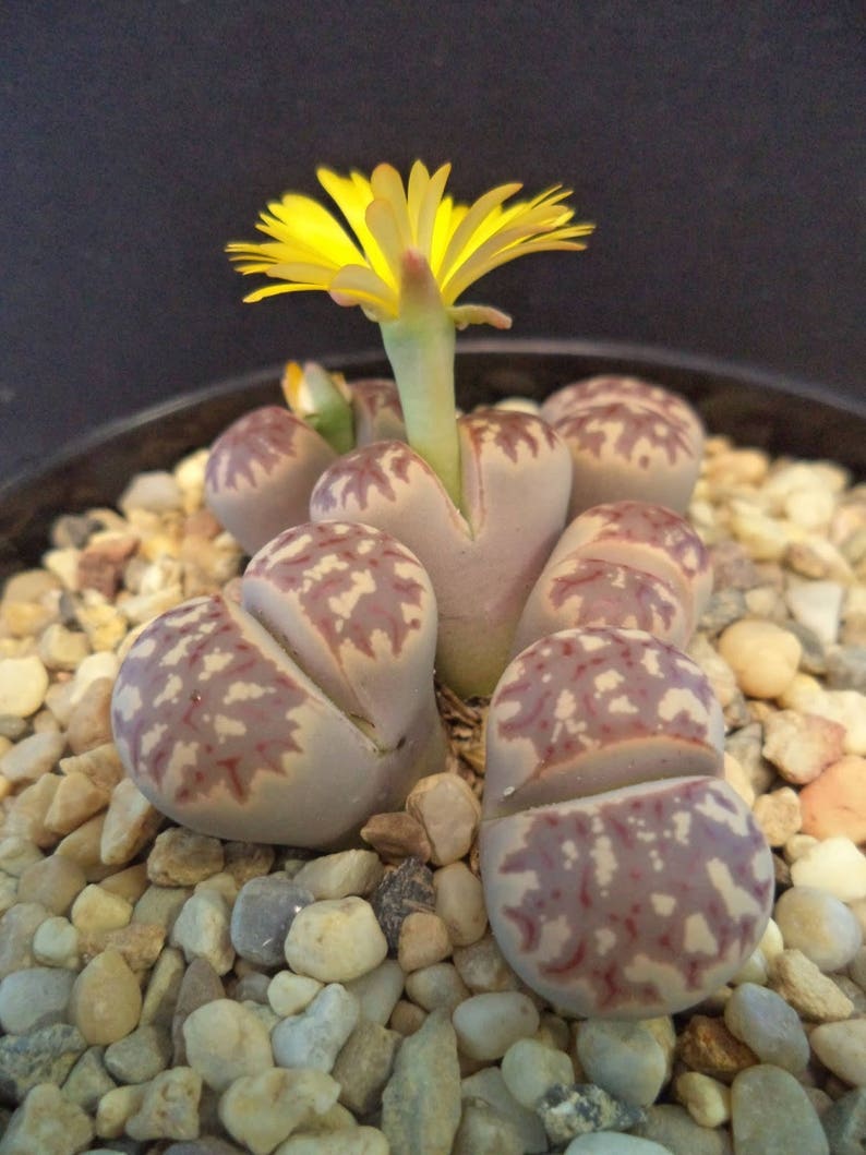 Lithops ruschiorum