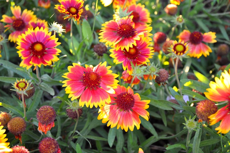 Blanket flower 10 seeds Gaillardia x grandiflora Etsy