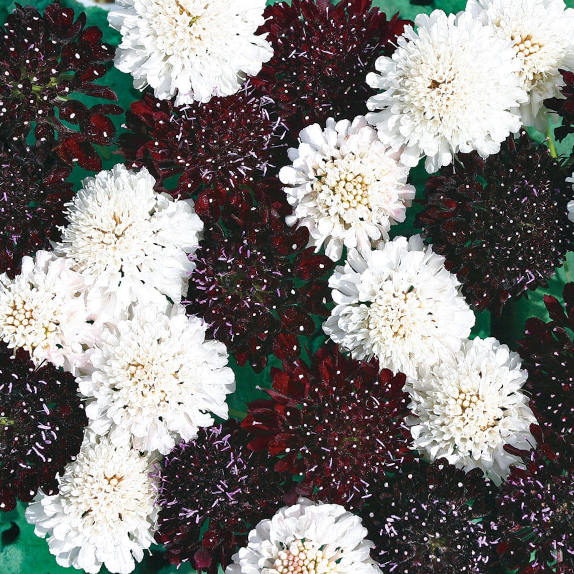 Mourning bride mix 10 seeds Scabiosa atropurpurea Sweet | Etsy
