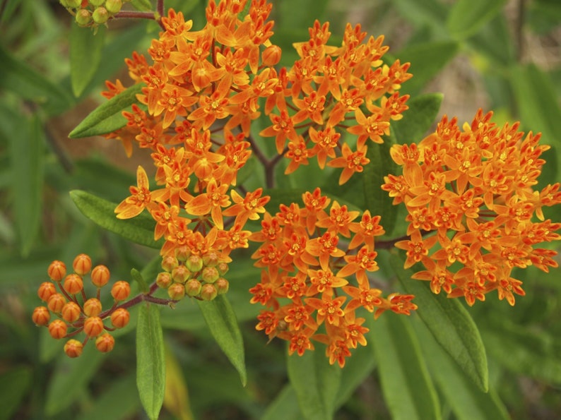 Chigger Flower Butterflyweed Asclepias tuberosa Orange Milkweed 5 seeds Pleurisy Root Butterfly Milkweed