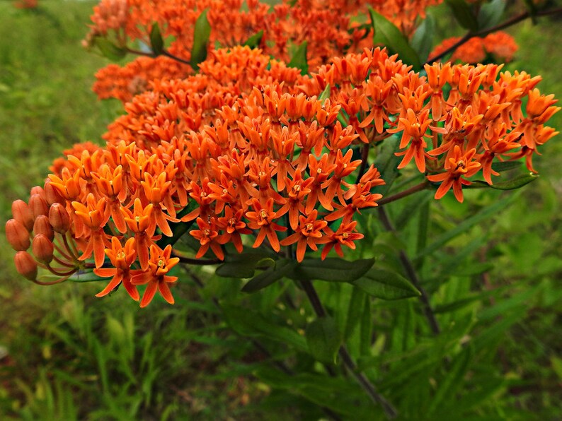 Chigger Flower Butterflyweed Asclepias tuberosa Orange Milkweed 5 seeds Pleurisy Root Butterfly Milkweed