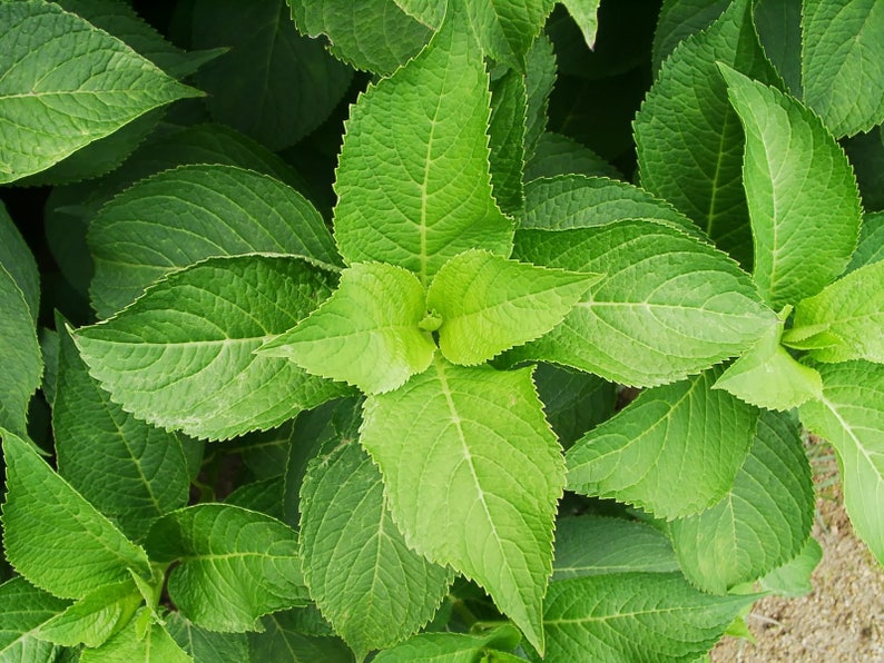 Korean mint 50 seeds blue licorice Agastache rugosa Etsy