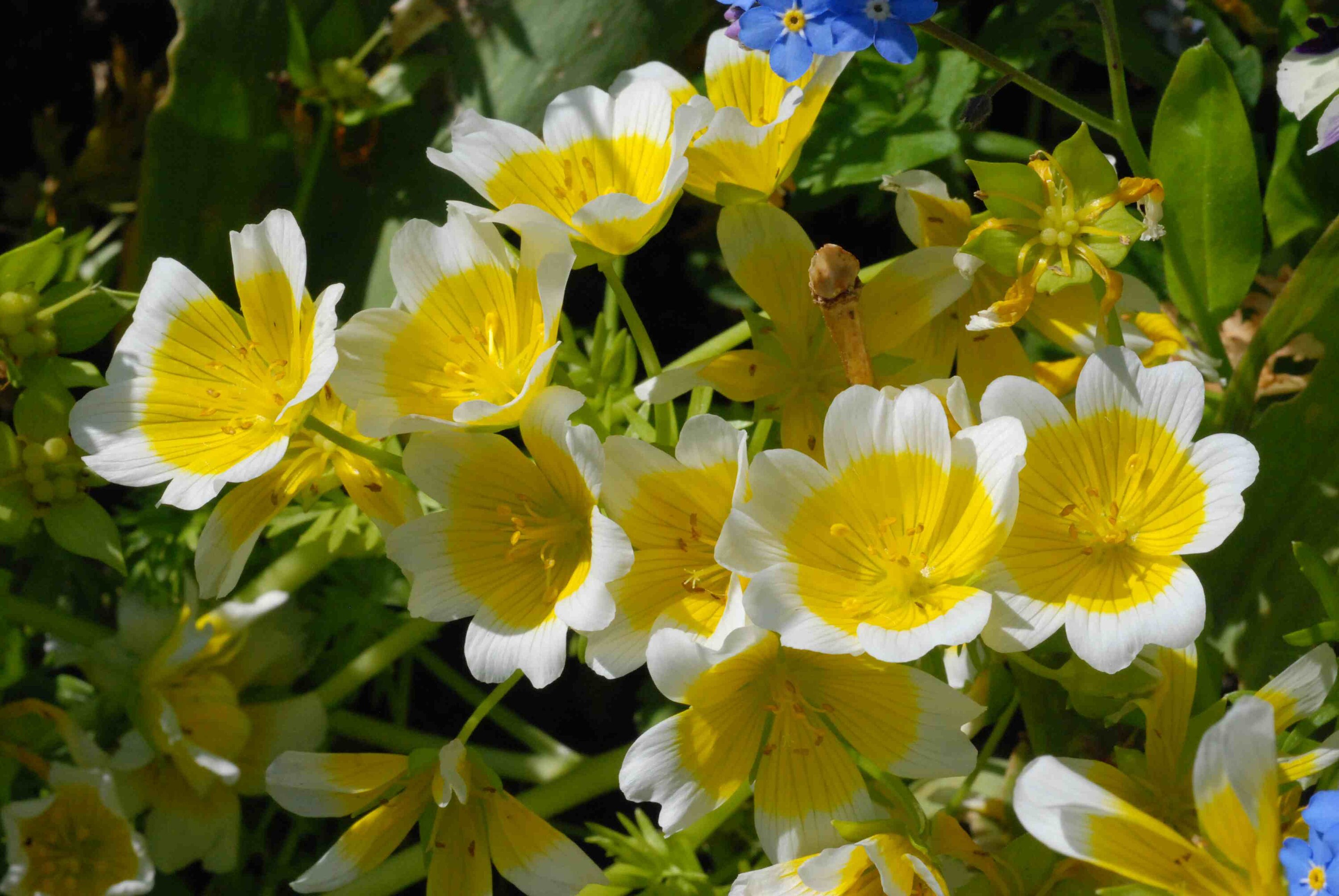 Poached Egg Plants 15 Seeds Limnanthes Douglasii Etsy