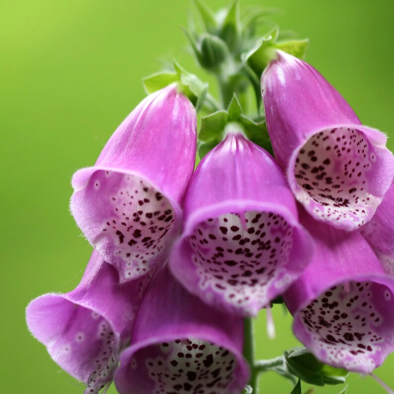 Lady's Glove Multicolor 100 Seeds Digitalis Purpurea Etsy