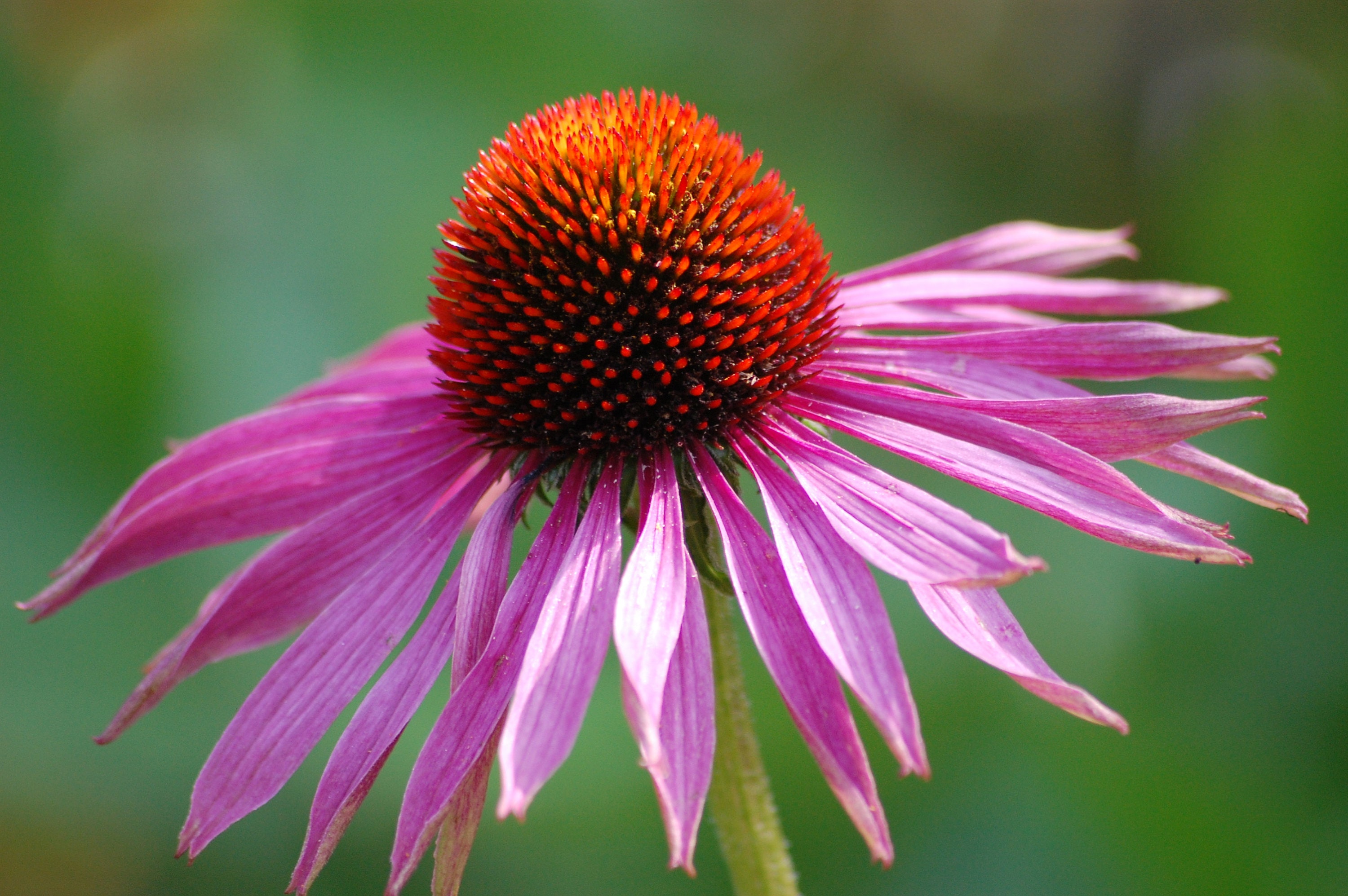purple coneflower purple coneflower