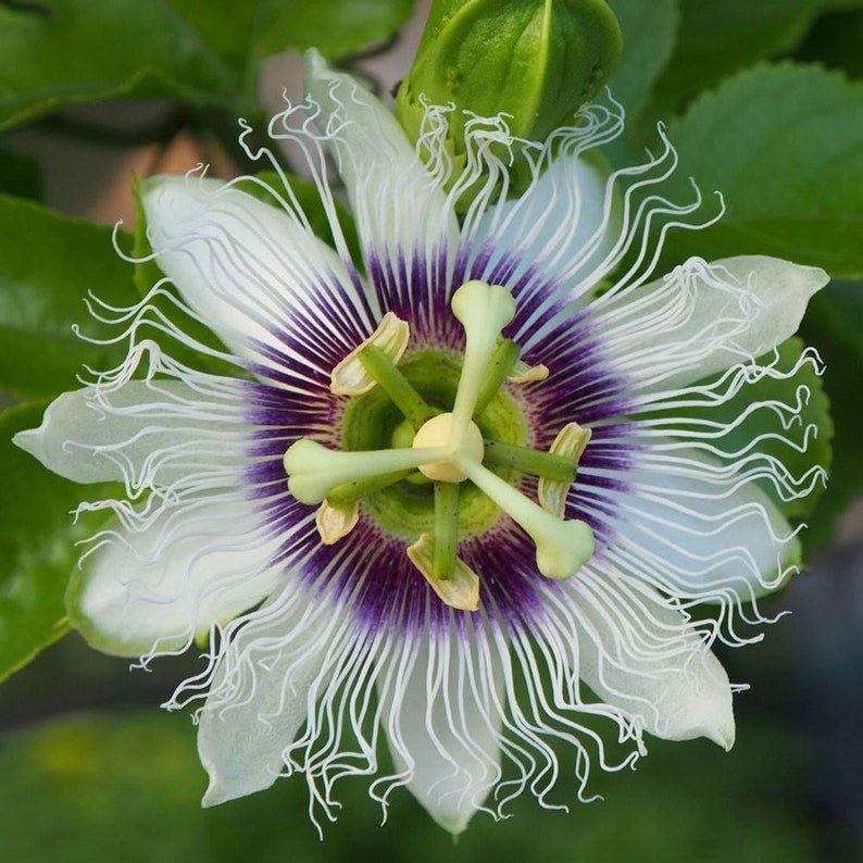 Passionfruit 5 semillas Passiflora edulis Purple Passion Etsy