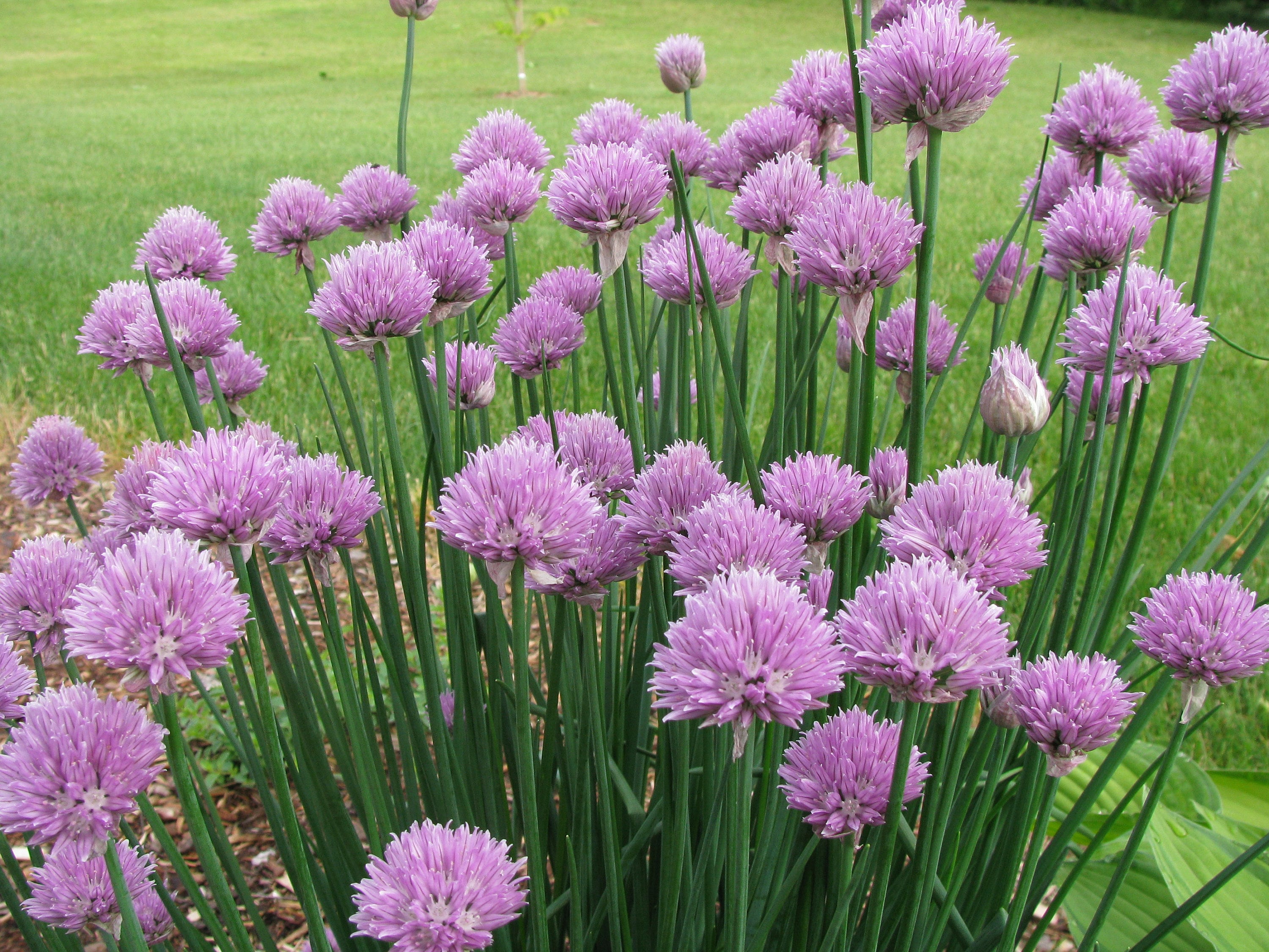 Chives 50 seeds allium schoenoprasum Etsy