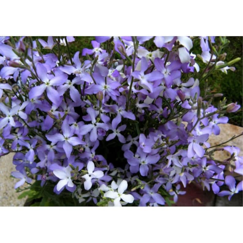 Night scented stock 200 seeds Matthiola bicornis Etsy