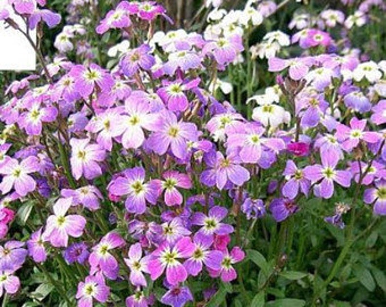 Night scented stock 200 seeds Matthiola bicornis Etsy