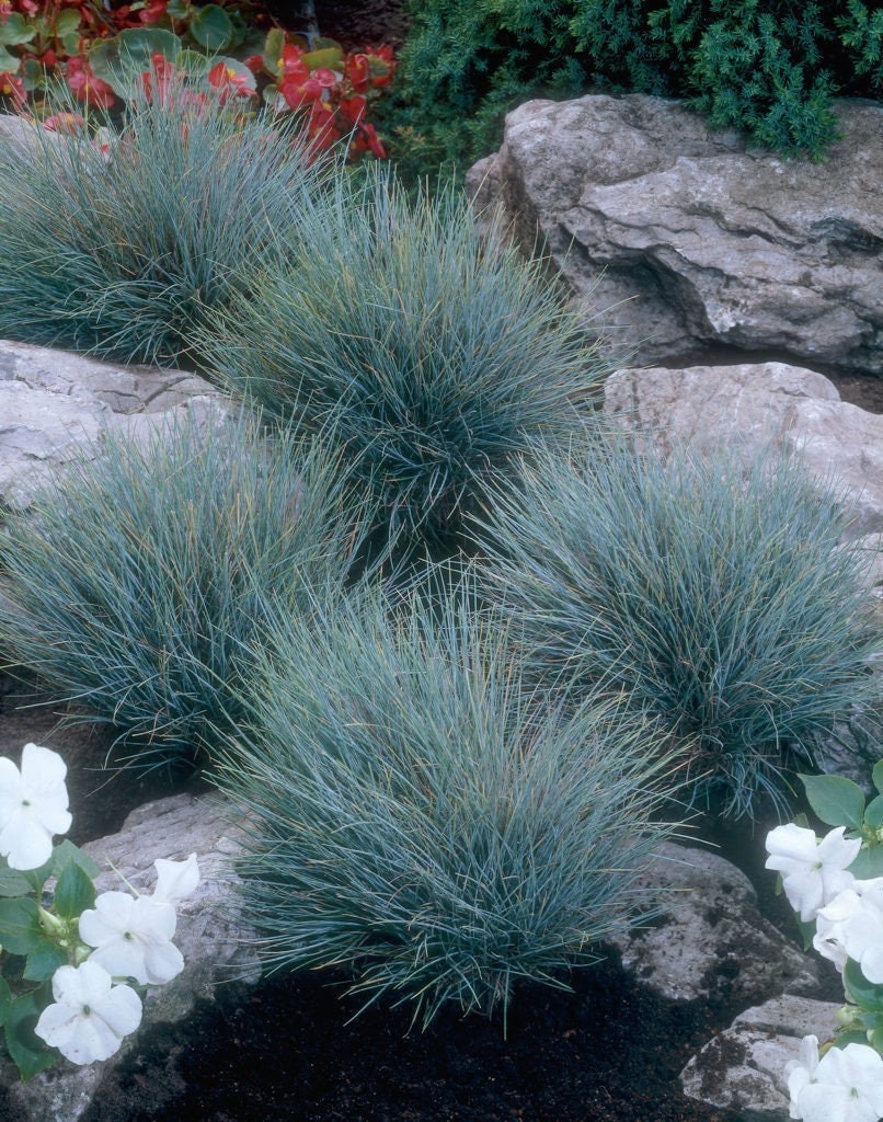 BLUE FESCUE seeds Fesnea Glauca Ornamental Grass Seeds USA Seller 10,000 BLUE FESCUE seeds Fesnea Glauca Ornamental Grass Seeds USA Seller 10,000