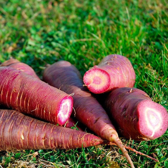 Gniff Lila Karotten 30 Samen Daucus Carota Etsy