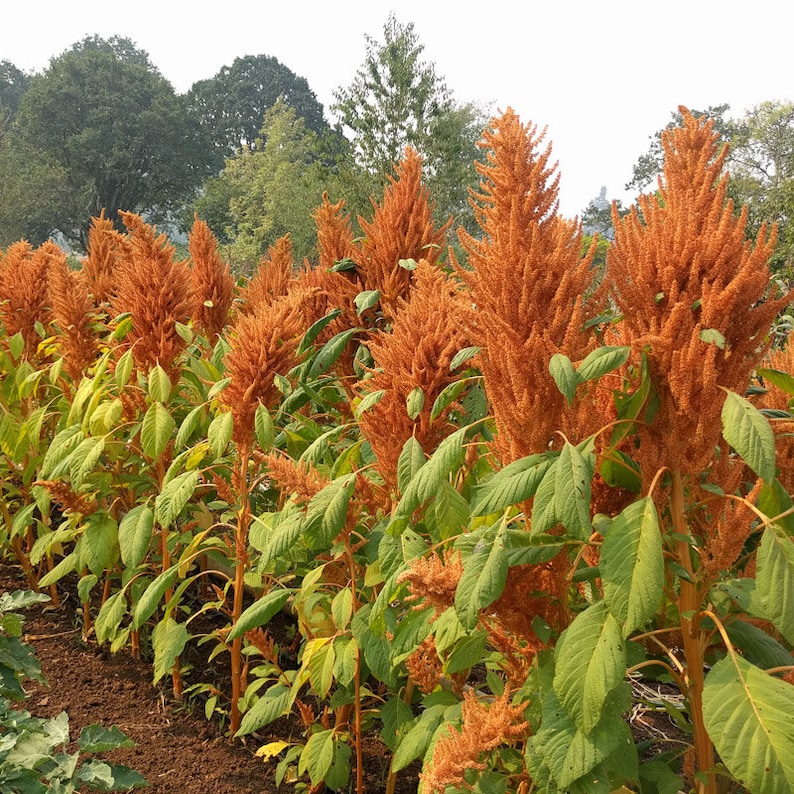 Golden Giant Amaranth 25 seeds Amaranthus hypochondriacus Etsy