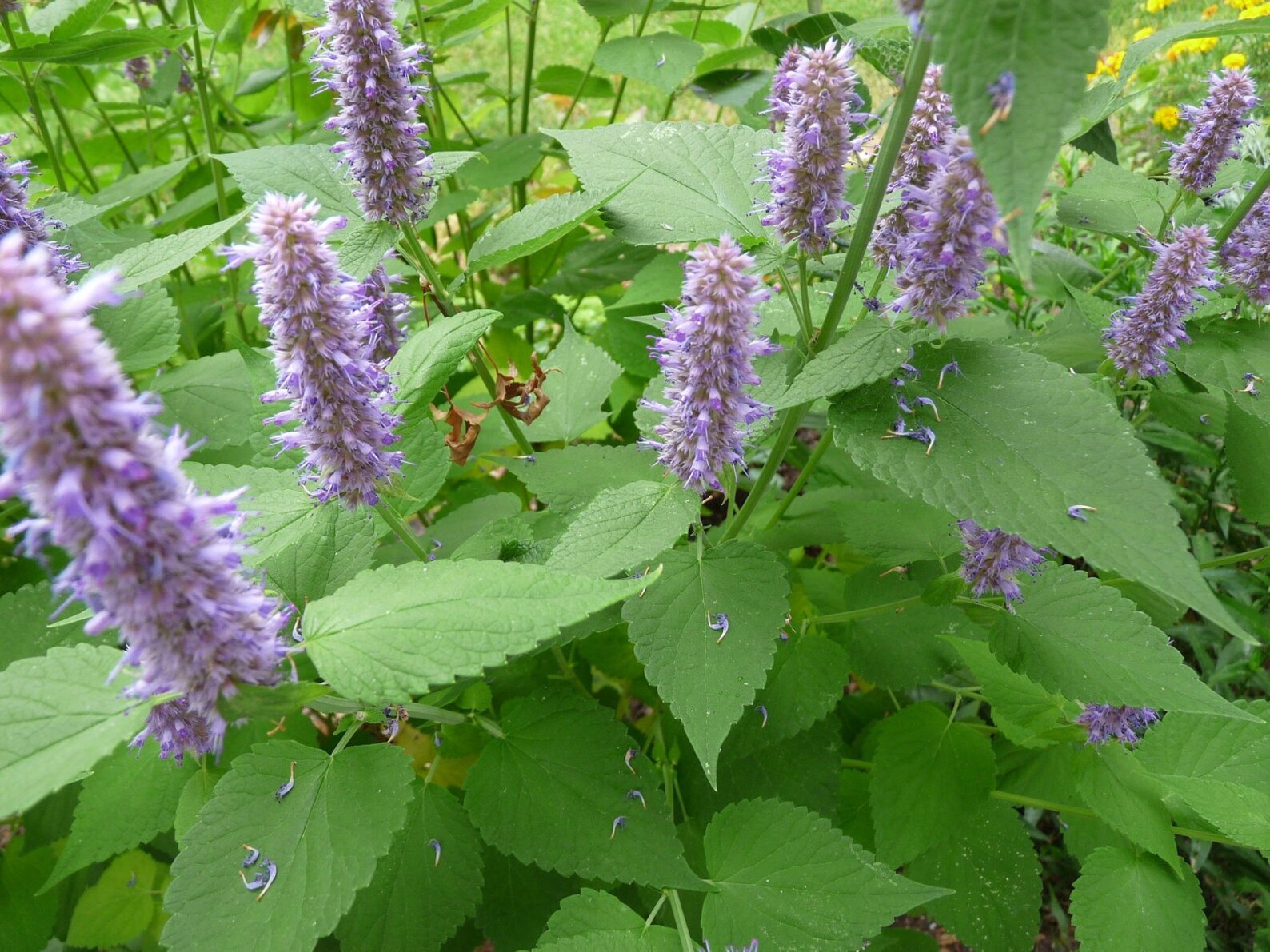 Korean mint 50 seeds blue licorice Agastache rugosa Etsy
