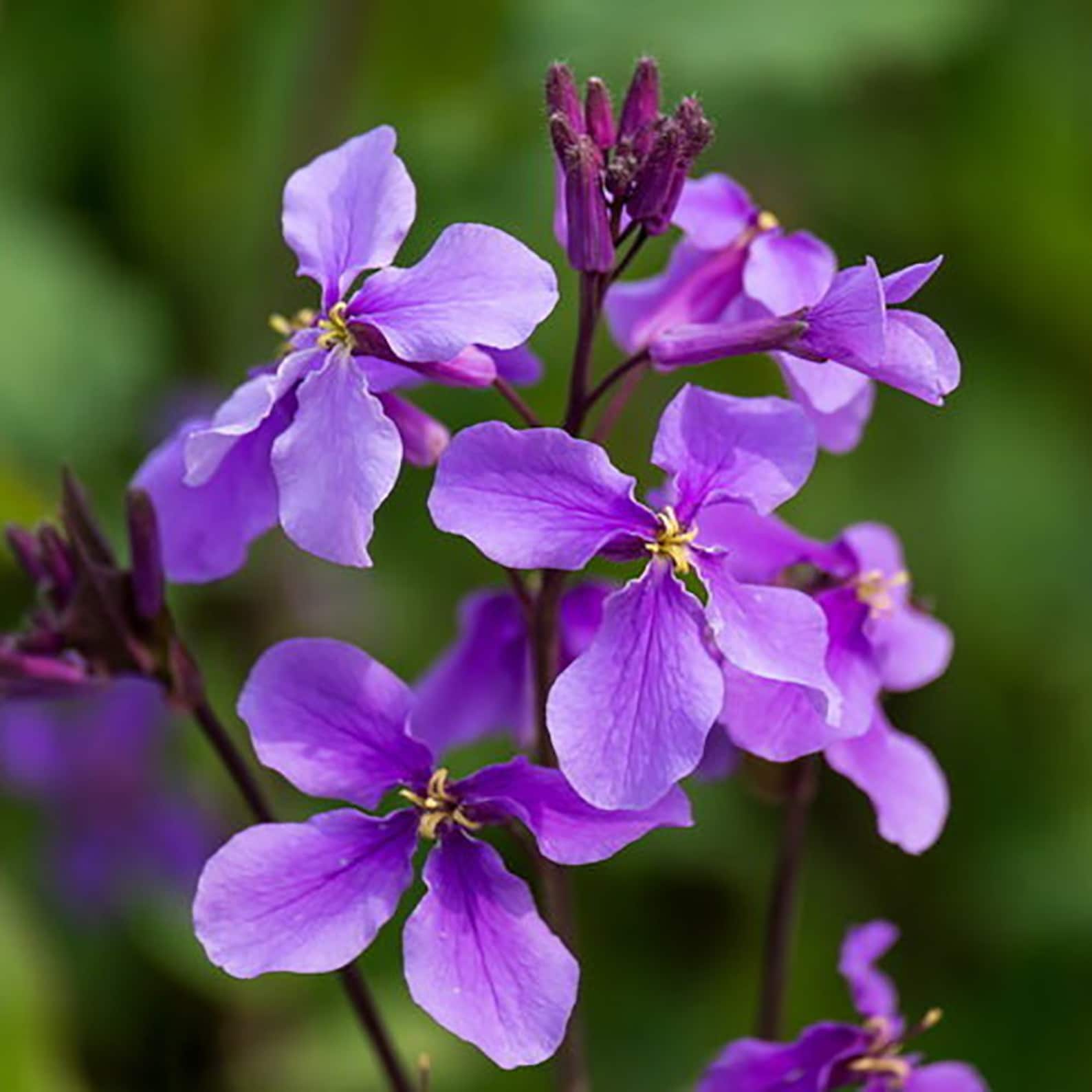 Chinese violet cress 10 seeds Orychophragmus violaceus | Etsy