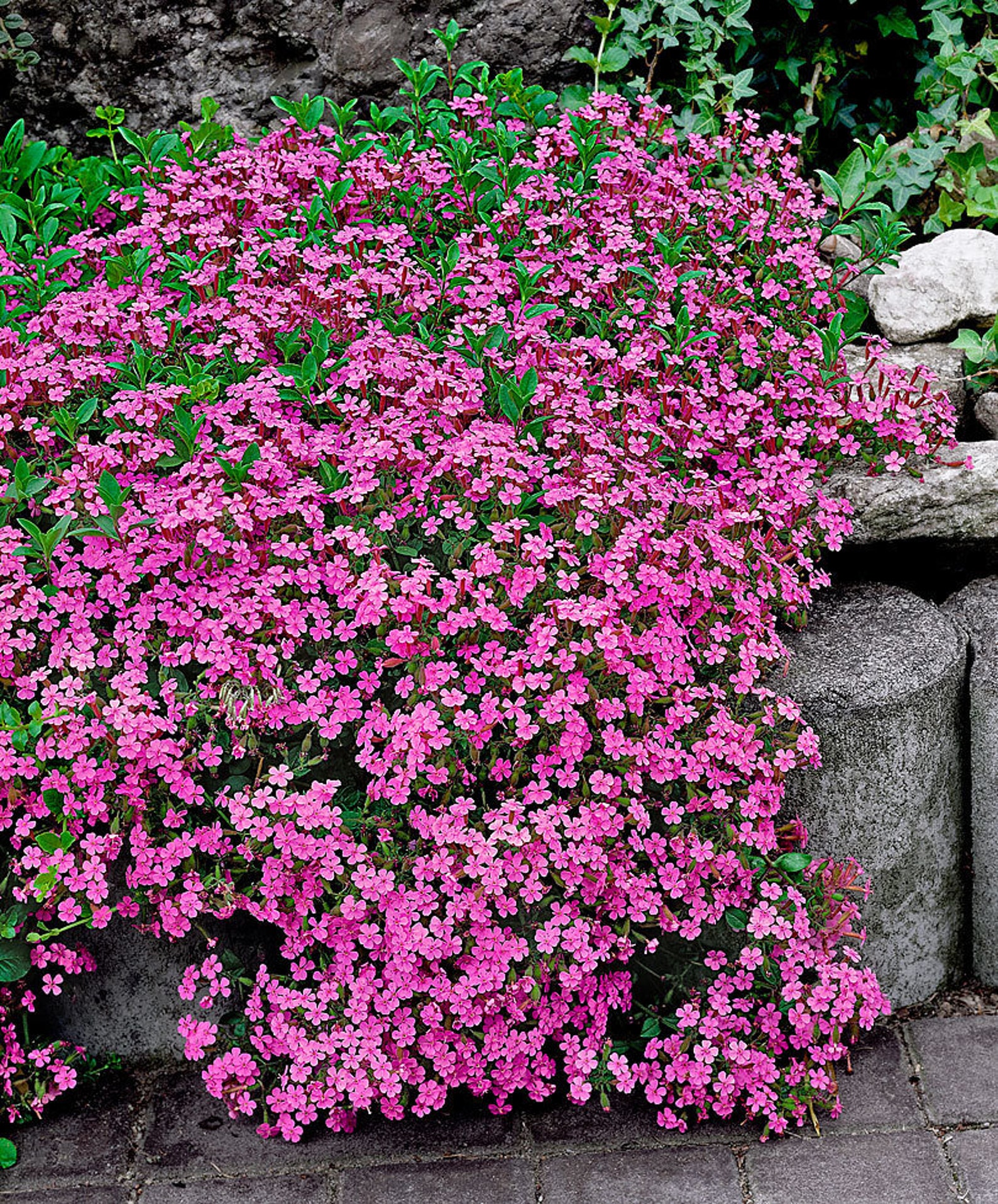 Rock soapwort 30 seeds Saponaria ocymoides | Etsy