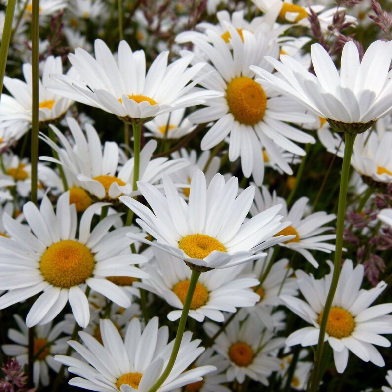 Oxeye daisy 50 seeds Leucanthemum vulgare Chrysanthemum Etsy