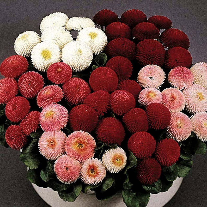 Маргаритка Bellis perennis