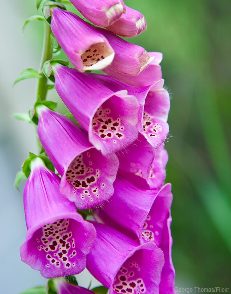 Lady's Glove Multicolor 100 Seeds Digitalis Purpurea Etsy