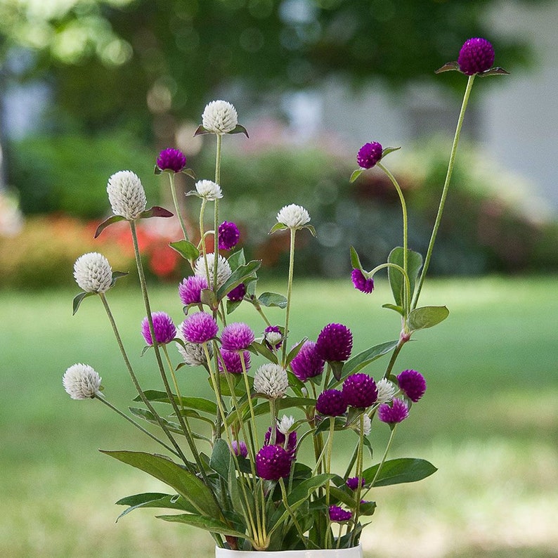 Globe Amaranth Mix 20 Seeds Gomphrena Globosa Etsy