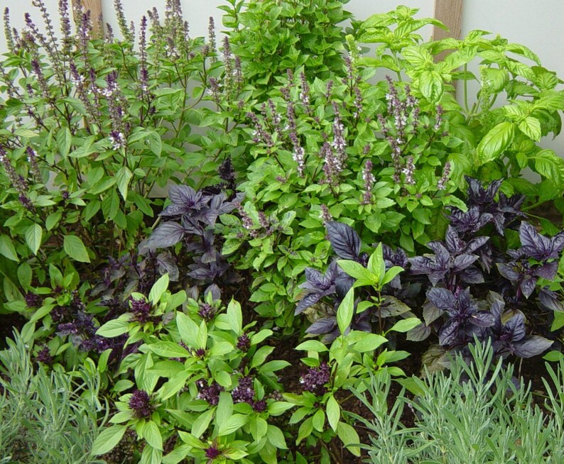 Basil Royal herb mix 50 seeds Ocimum basilicum tenuiflorum Etsy