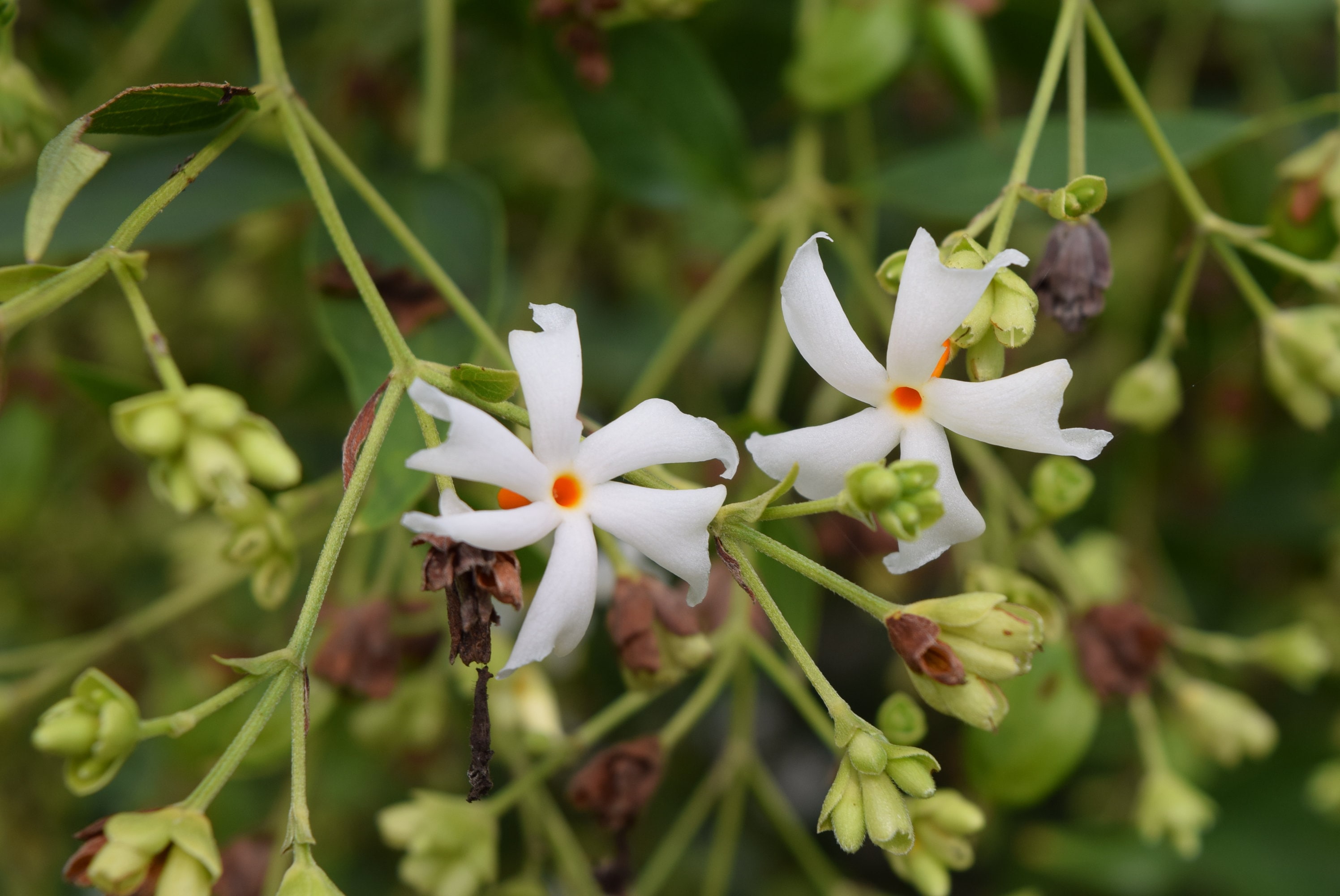 Nightflowering jasmine 5 seeds Nyctanthes arbortristis Etsy