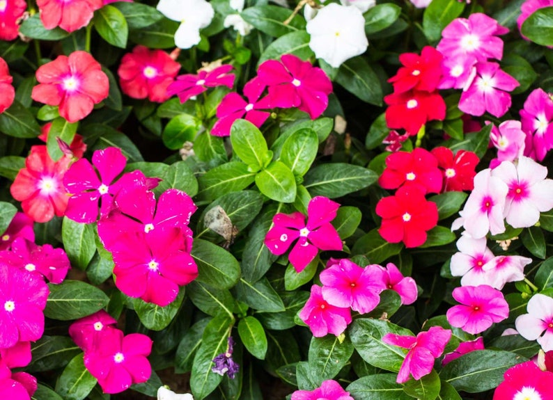 Cora ® Cascade Cherry - Vinca - Catharanthus roseus Plants for planters, Evergre