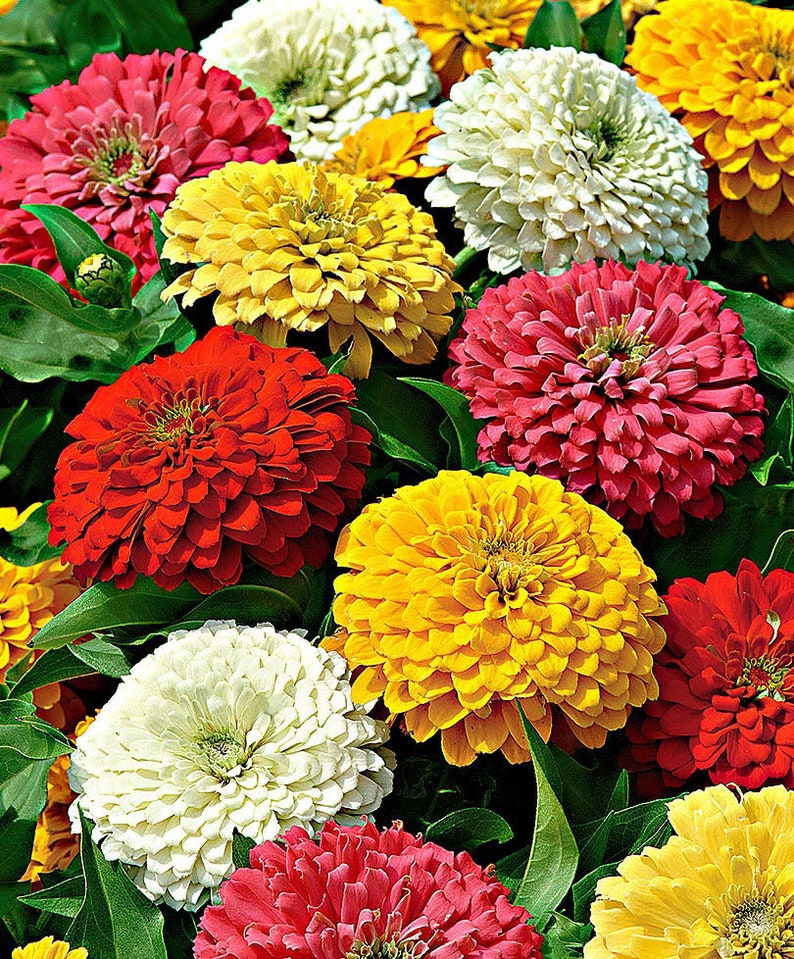 Zinnia mix 20 seeds Zinnia elegans Etsy