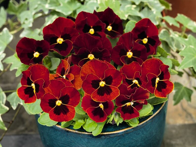 Red pansy 30 seeds Viola Tricolor | Etsy