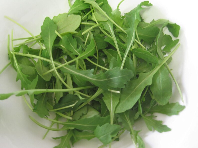 Rucola 50 seeds Eruca sativa rucoli rugula colewort | Etsy