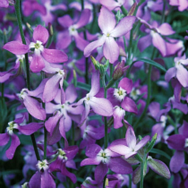 Night scented stock 200 seeds Matthiola bicornis Etsy