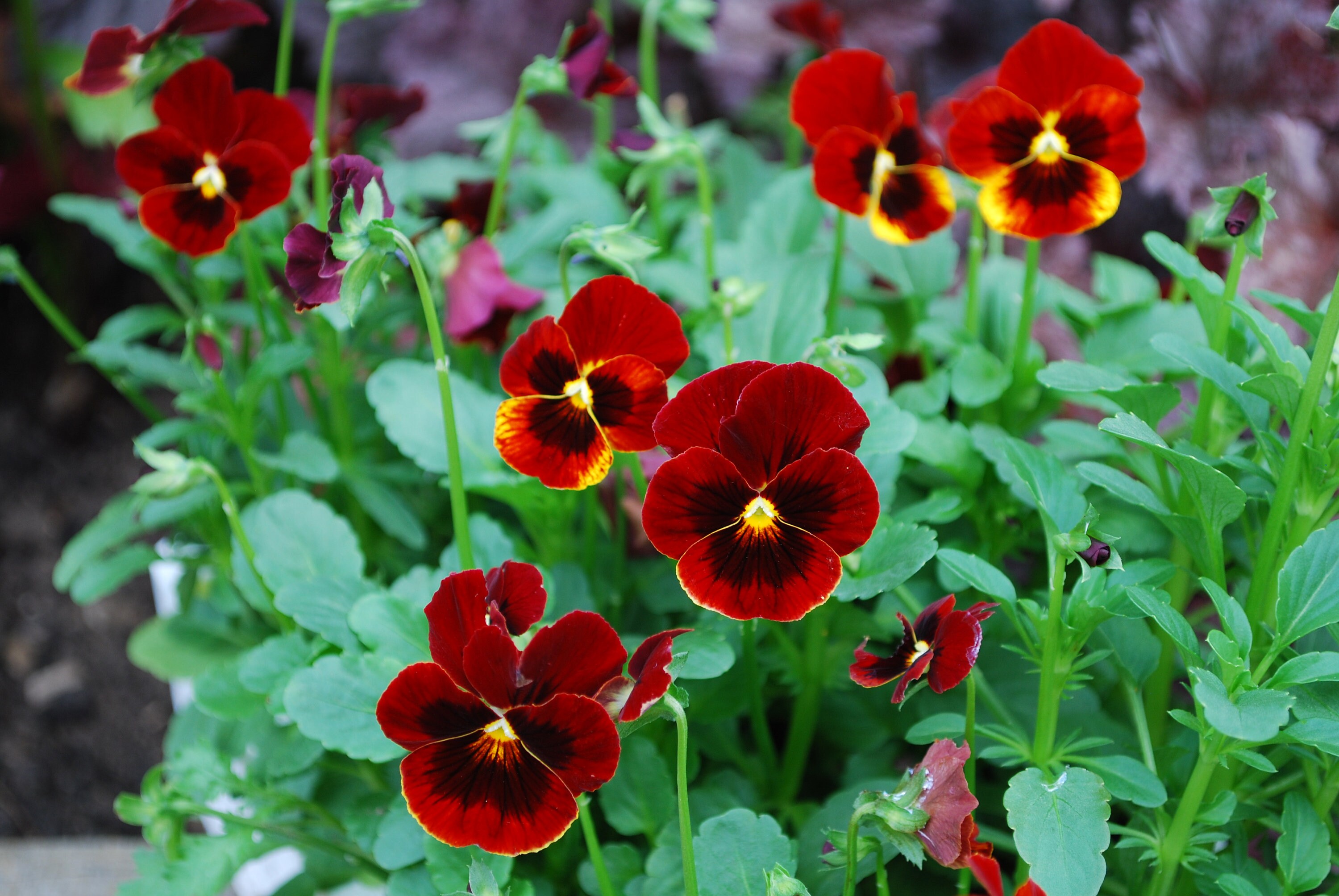 Red pansy 30 seeds Viola Tricolor Etsy