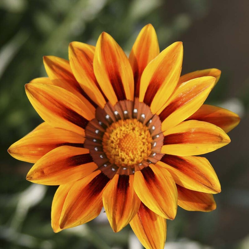 Gazania splendens